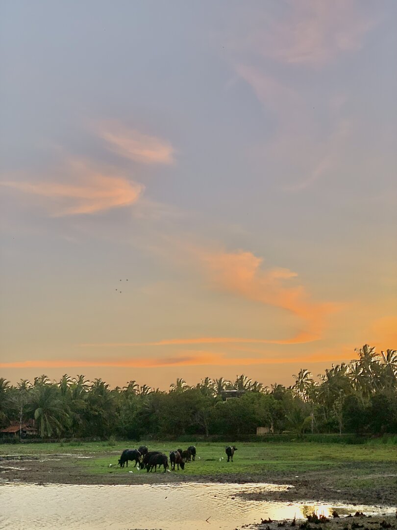 Countryside Sunset